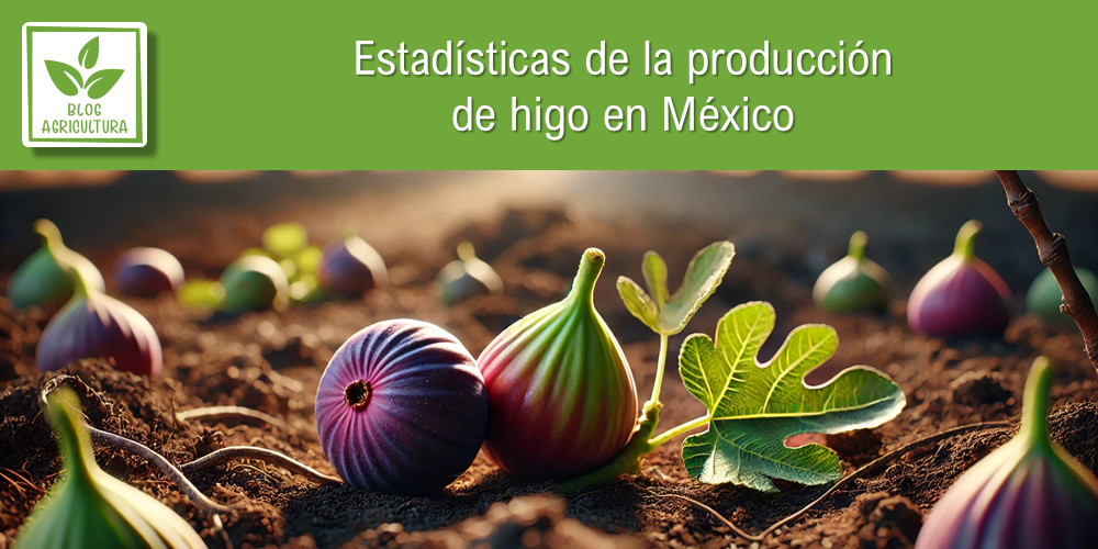 Conoce los principales datos de la producción de higo en México