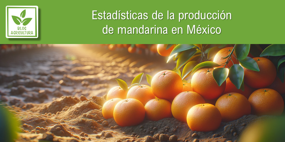 Conoce los principales datos de la producción de mandarina en México