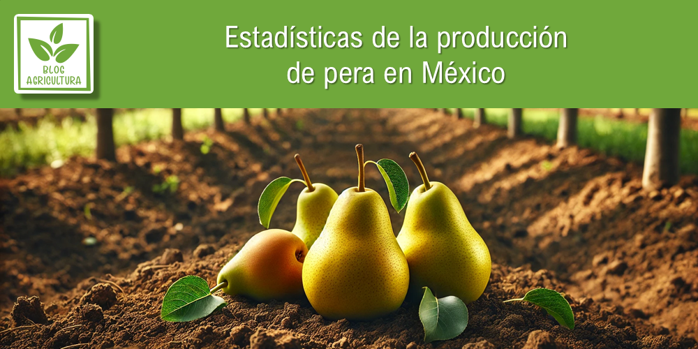 Conoce los principales datos de la producción de pera en México