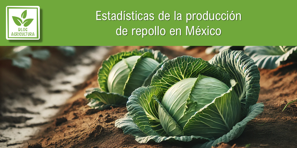 Estadísticas de producción de repollo en México