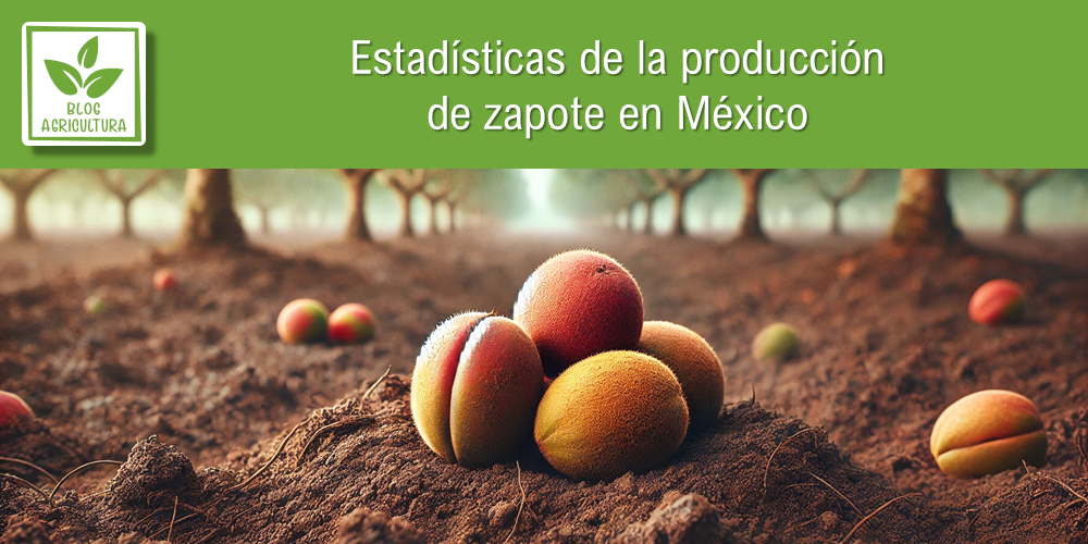 Conoce los principales datos de la producción de zapote en México