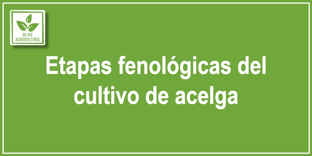 Etapas fenológicas del cultivo de acelga
