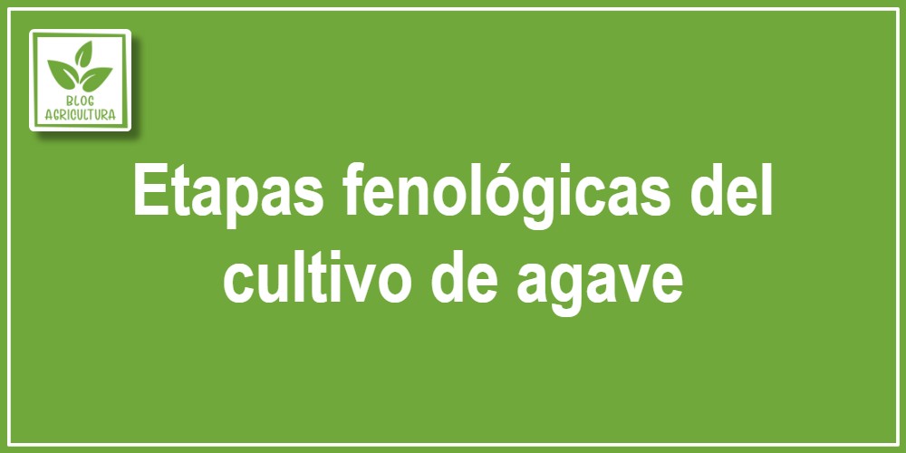 Etapas fenológicas del cultivo de agave