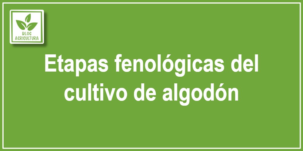 Etapas fenológicas del cultivo de algodón