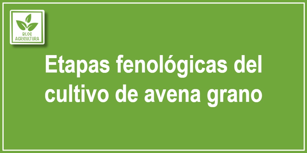 Etapas fenológicas del cultivo de avena grano