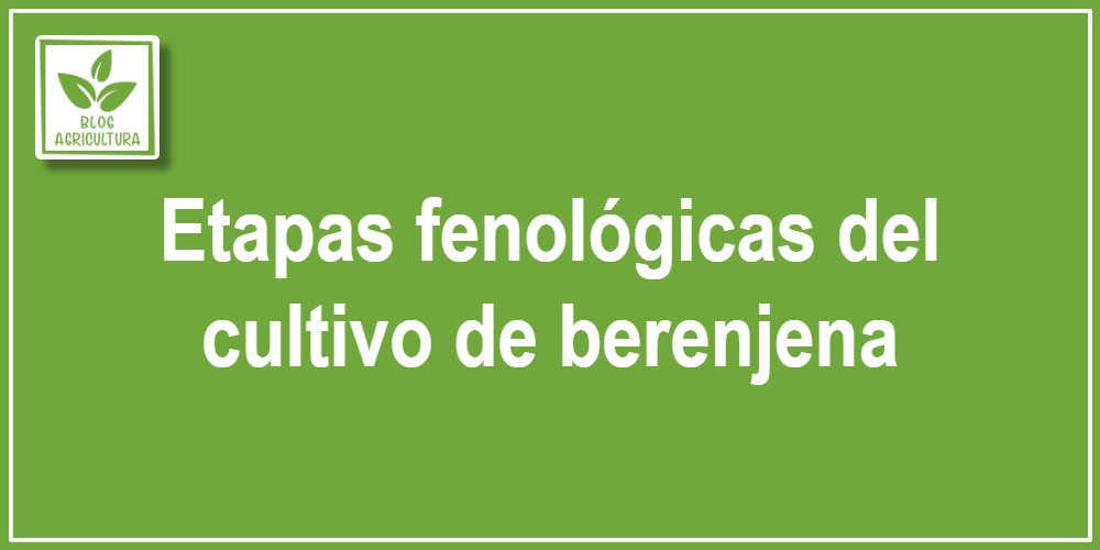 Etapas fenológicas del cultivo de berenjena