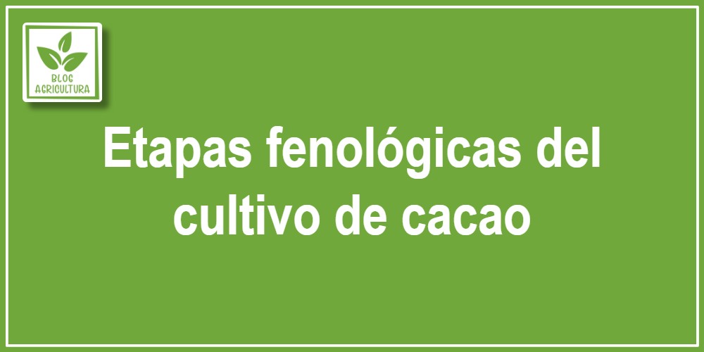 Etapas fenológicas del cultivo de cacao