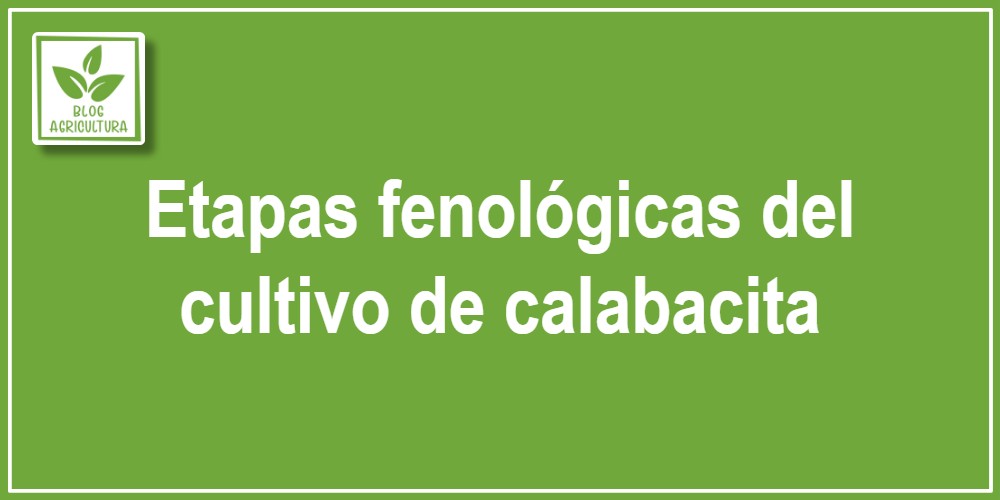 Etapas fenológicas del cultivo de calabacita