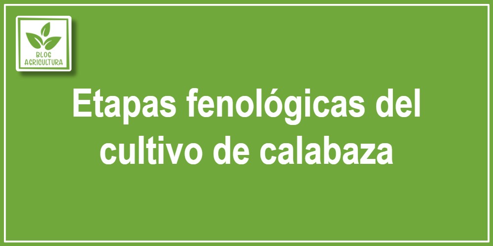 Etapas fenológicas del cultivo de calabaza