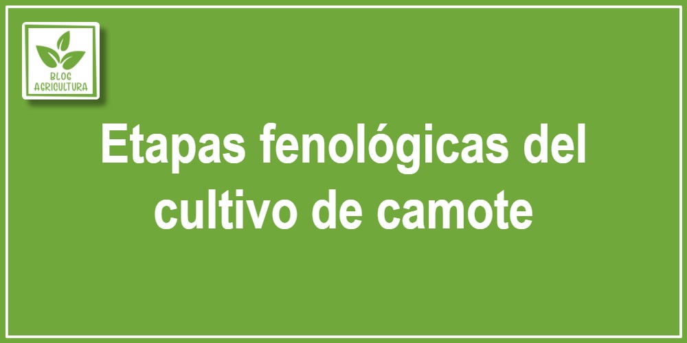 Etapas fenológicas del cultivo de camote