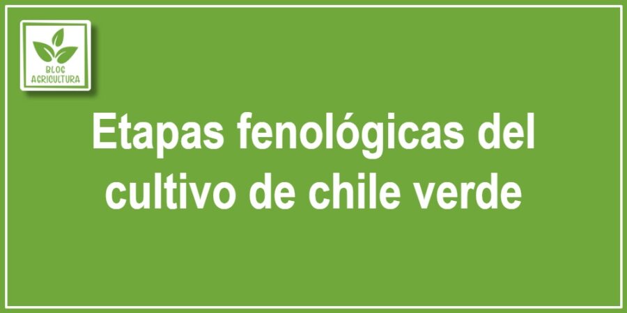Etapas fenológicas del cultivo de chile verde