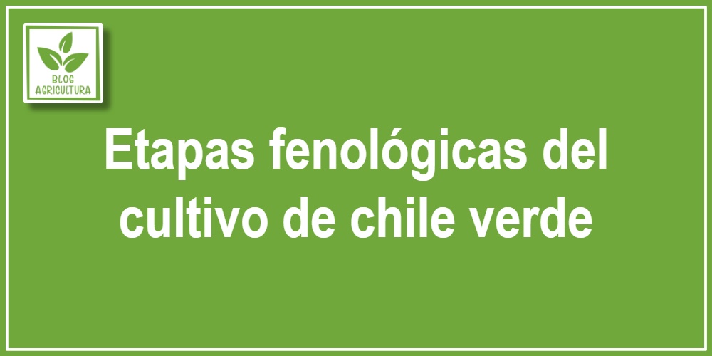 Análisis fenológico: Etapas fenológicas del cultivo de chile verde