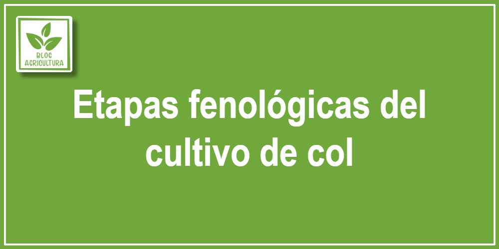 Análisis fenológico: Etapas fenológicas del cultivo de col