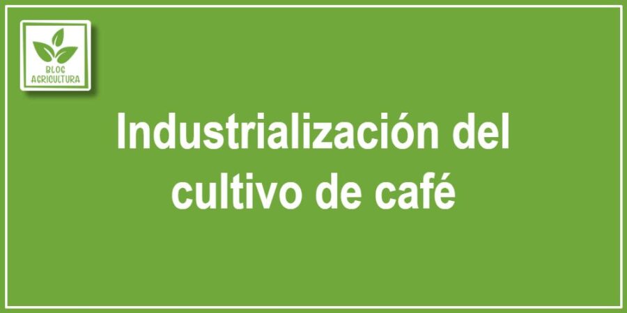 Industrialización del cultivo de café