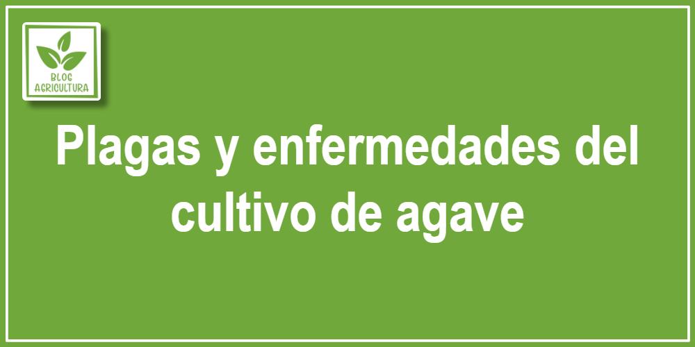 Plagas y enfermedades del cultivo de agave