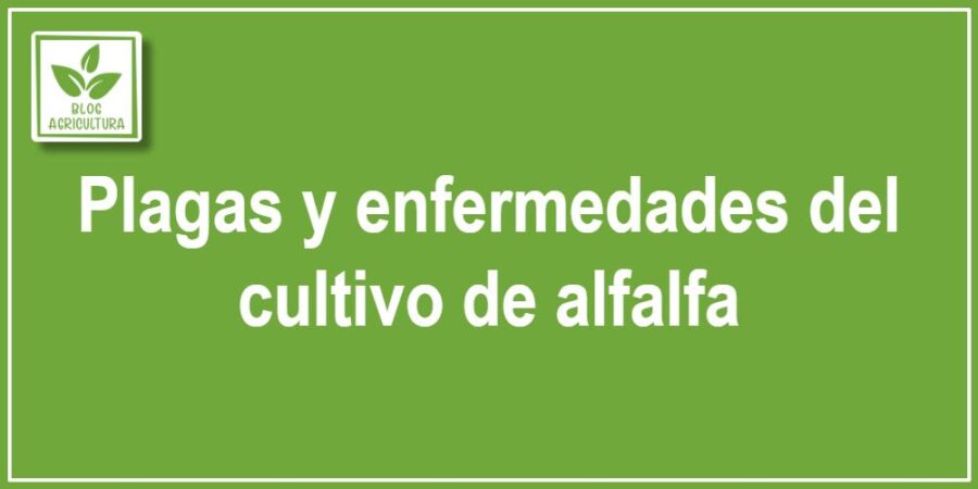 Plagas y enfermedades del cultivo de alfalfa