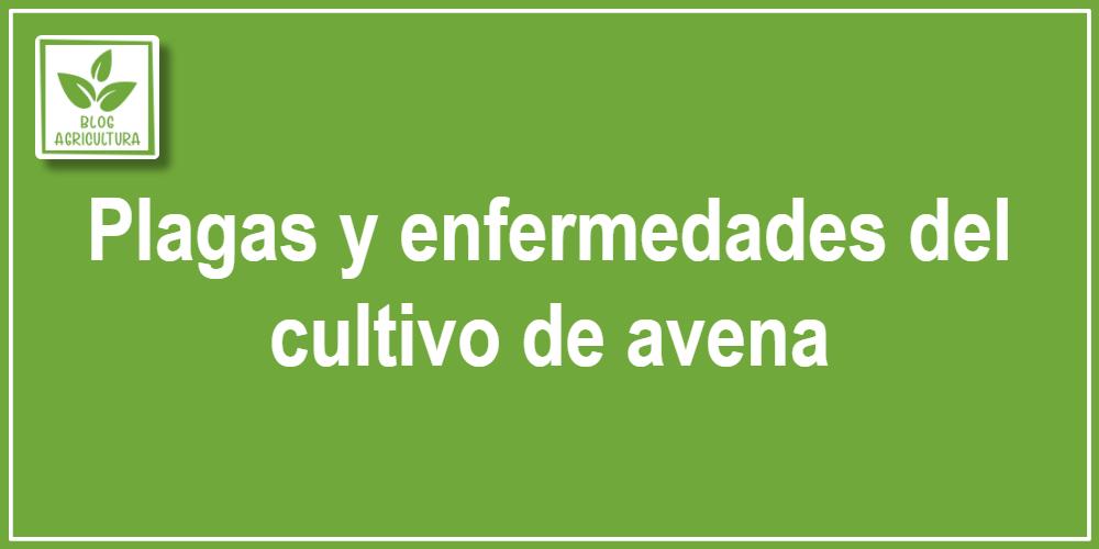Plagas y enfermedades del cultivo de avena