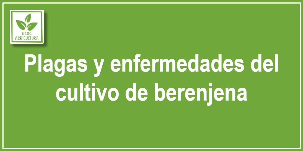 Plagas y enfermedades del cultivo de berenjena