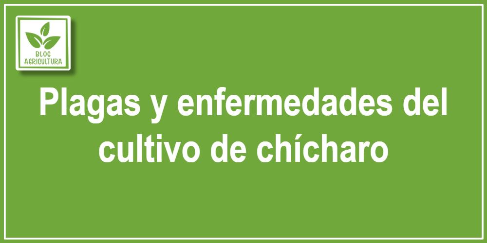 Plagas y enfermedades del cultivo de chícharo