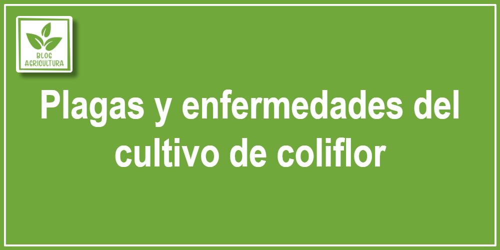 Plagas y enfermedades del cultivo de coliflor