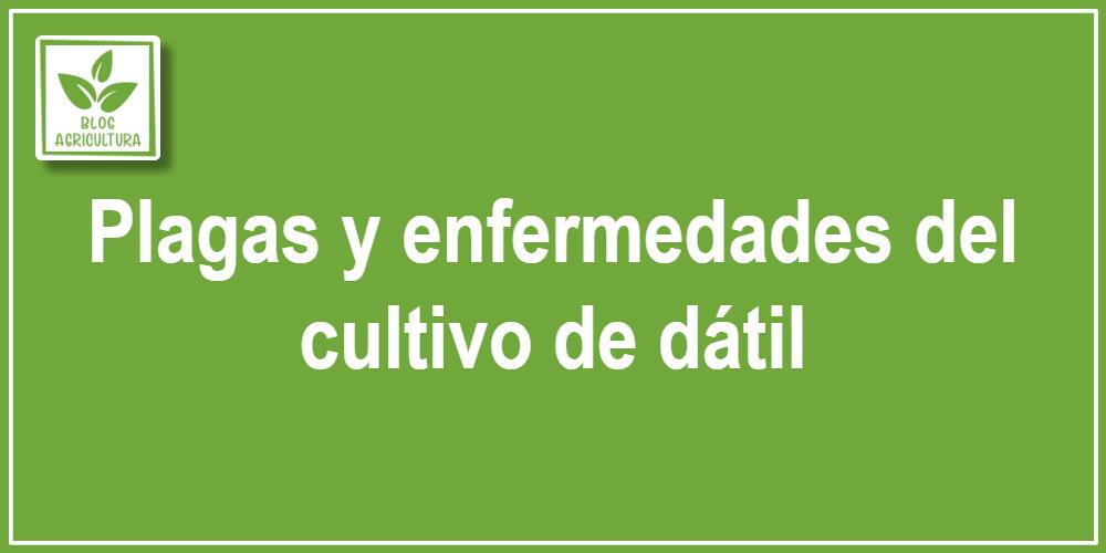 Plagas y enfermedades del cultivo de dátil