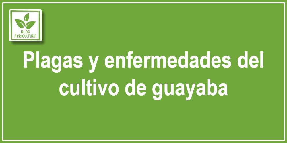 Plagas y enfermedades del cultivo de guayaba