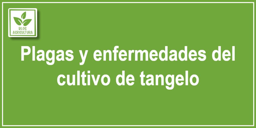 Plagas y enfermedades del cultivo de tangelo