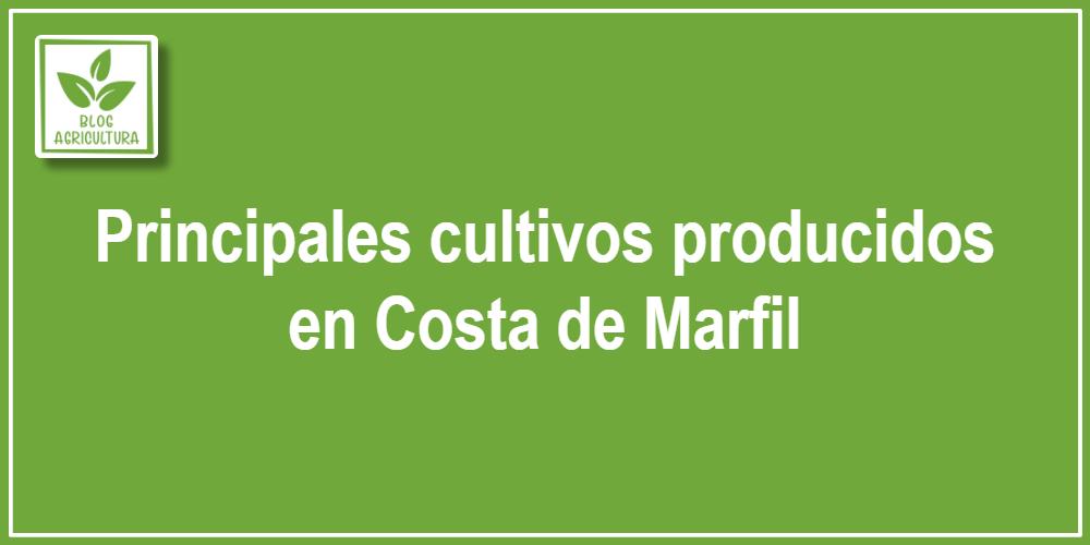 Principales cultivos producidos en Costa de Marfil