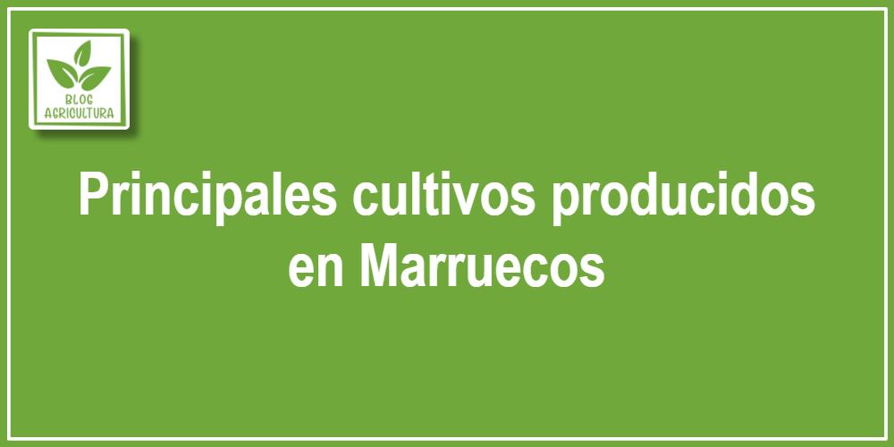 Principales cultivos producidos en Marruecos