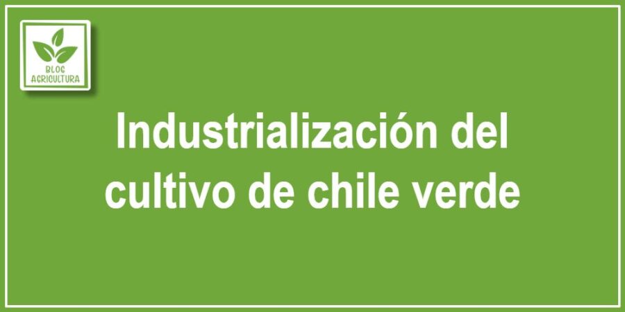 Industrialización del cultivo de chile verde
