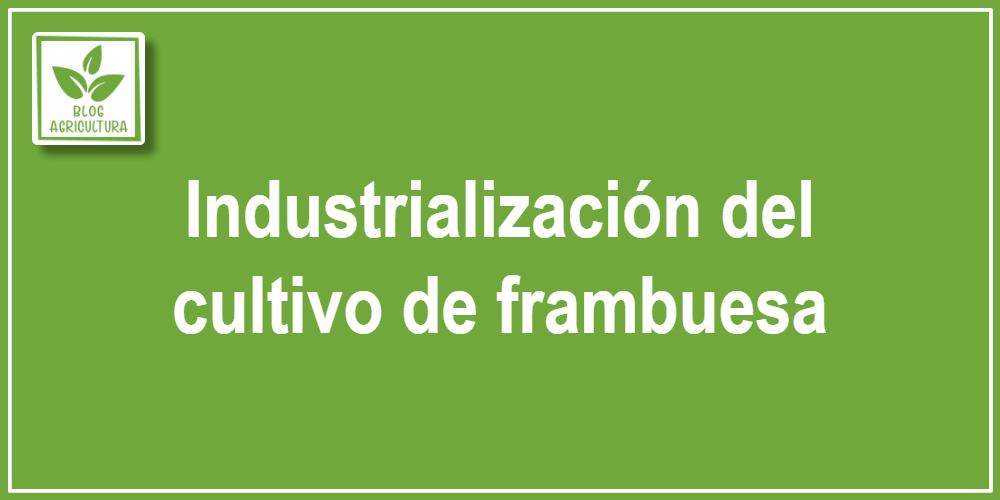 Industrialización del cultivo de frambuesa