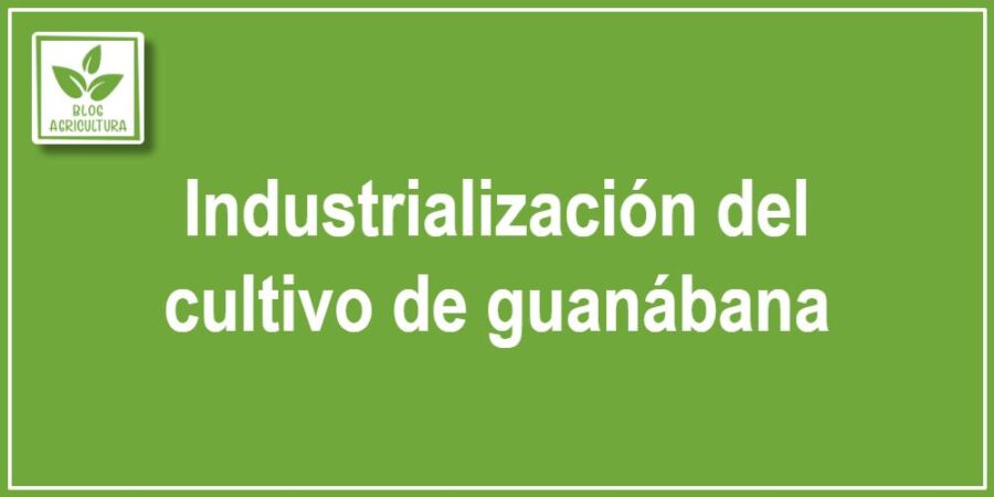 Industrialización del cultivo de guanábana