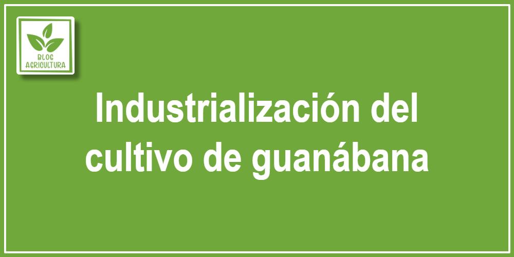Industrialización del cultivo de guanábana