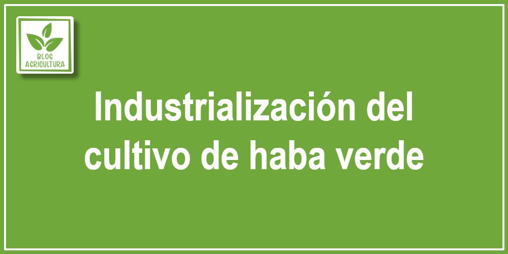 Industrialización del cultivo de haba verde