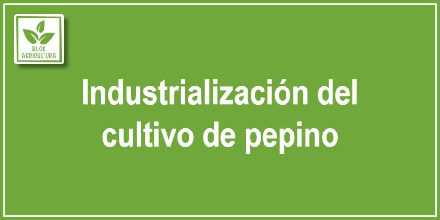 Industrialización del cultivo de pepino