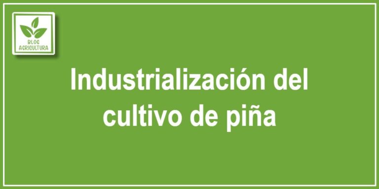 Industrialización del cultivo de piña - Blog Agricultura
