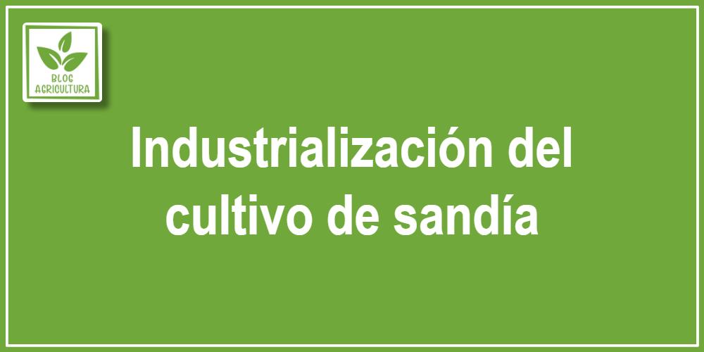 Industrialización del cultivo de sandía