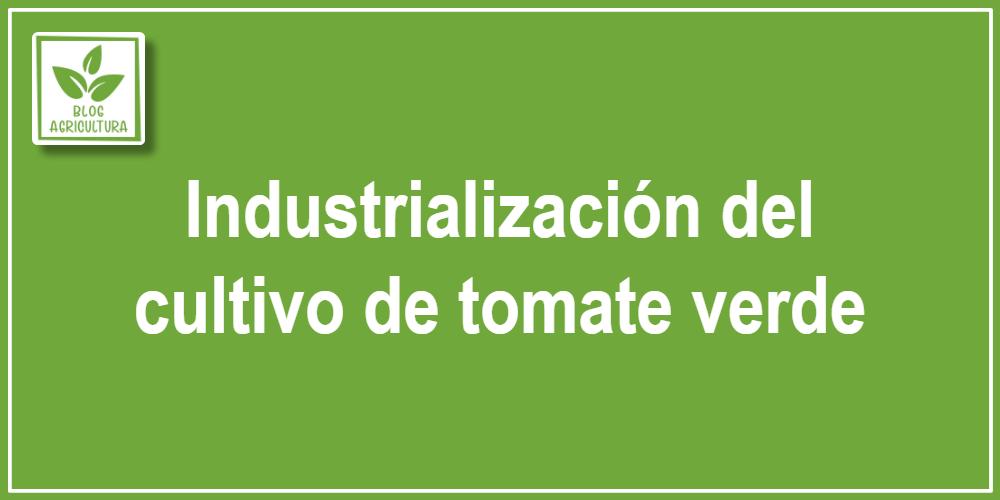 Industrialización del cultivo de tomate verde