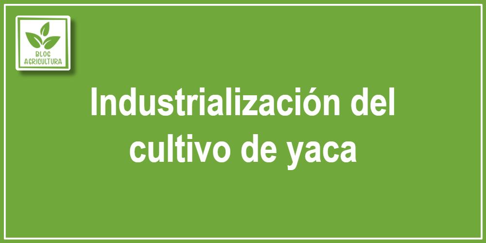 Industrialización del cultivo de yaca