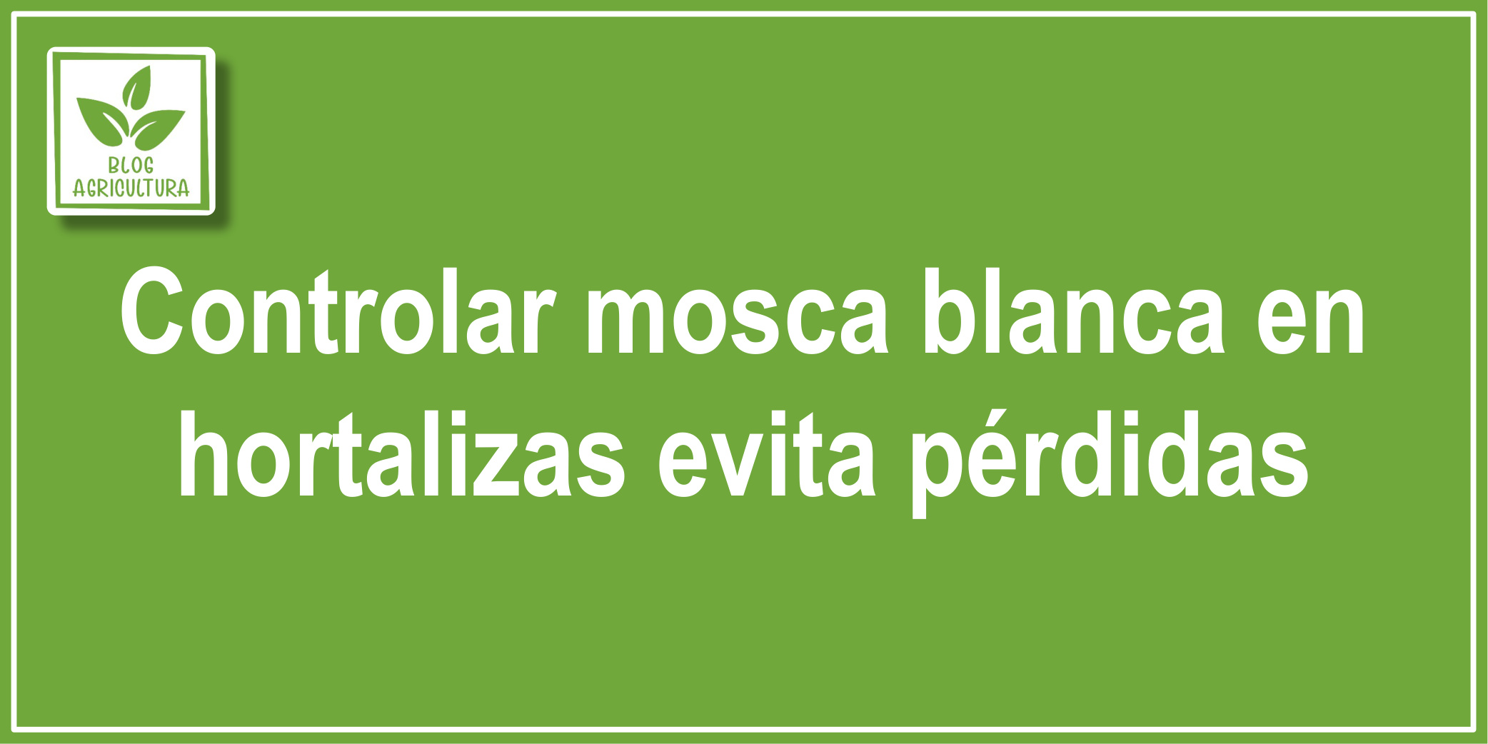 Controlar mosca blanca en hortalizas evita pérdidas
