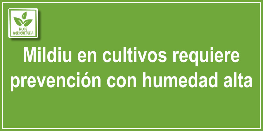 Mildiu en cultivos requiere prevención con humedad alta