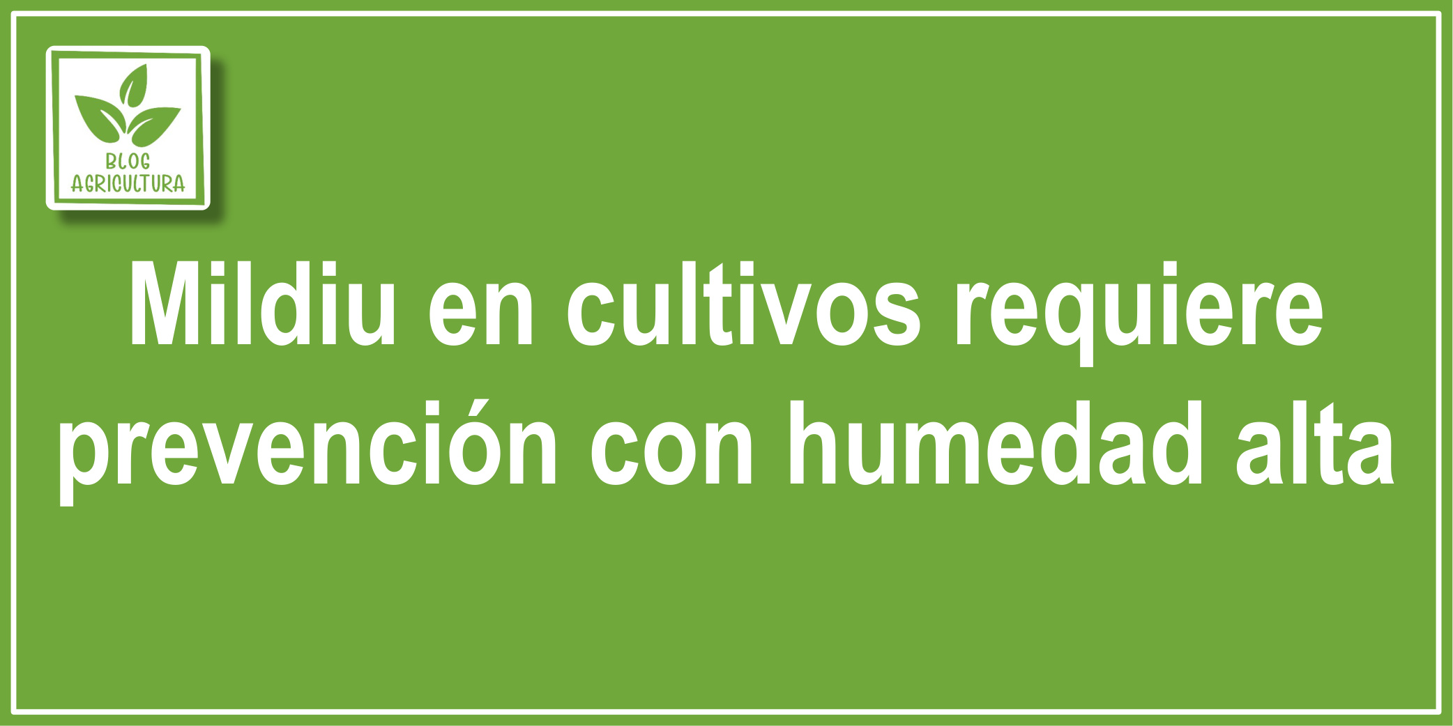 Mildiu en cultivos requiere prevención con humedad alta