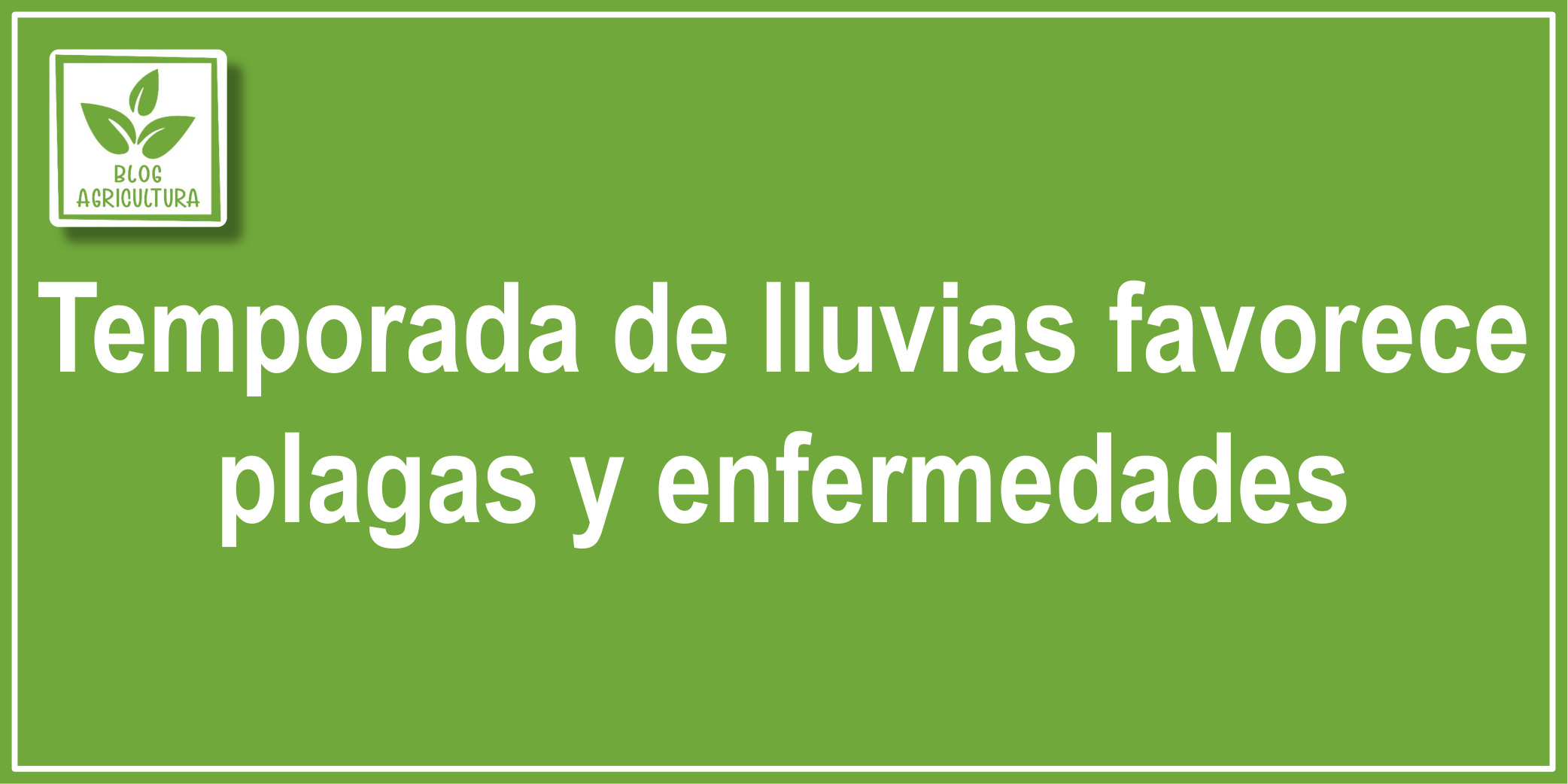 Temporada de lluvias favorece plagas y enfermedades