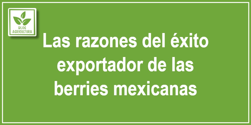 Las razones del éxito exportador de las berries mexicanas