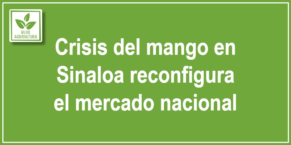 Crisis del mango en Sinaloa reconfigura el mercado nacional