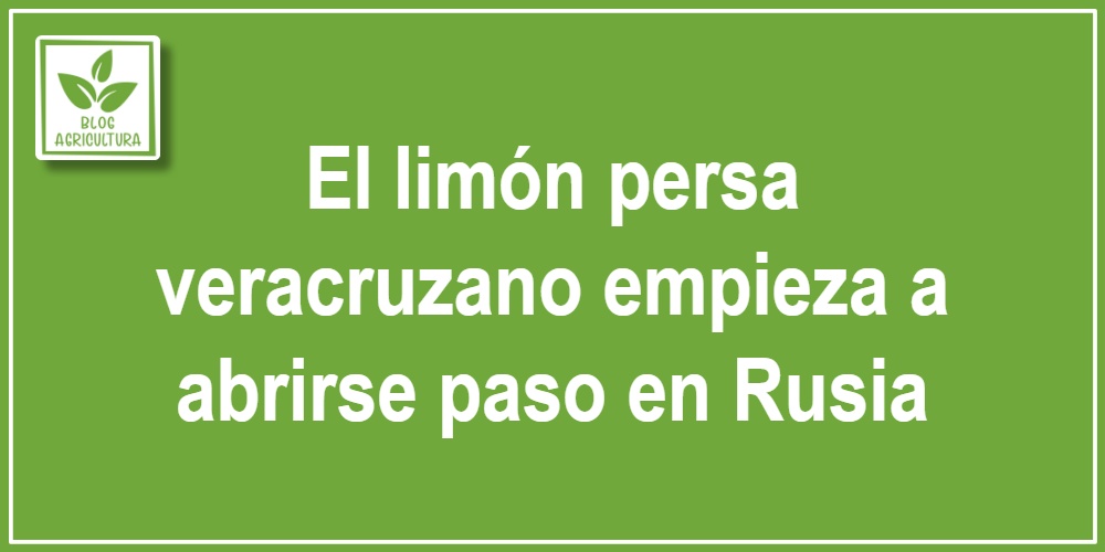 El limón persa veracruzano empieza a abrirse paso en Rusia