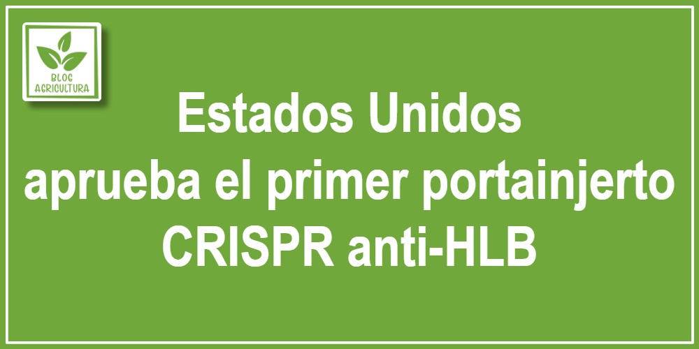 Estados Unidos aprueba el primer portainjerto CRISPR anti-HLB