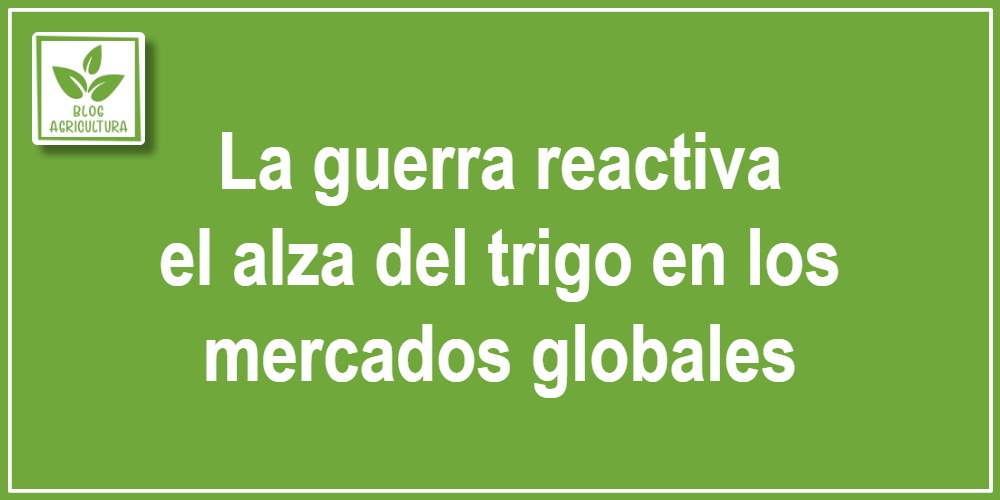 La guerra reactiva el alza del trigo en los mercados globales