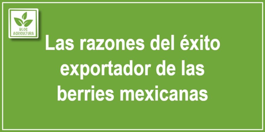 Las razones del éxito exportador de las berries mexicanas