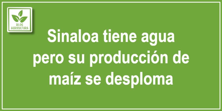 Sinaloa tiene agua pero su producción de maíz se desploma